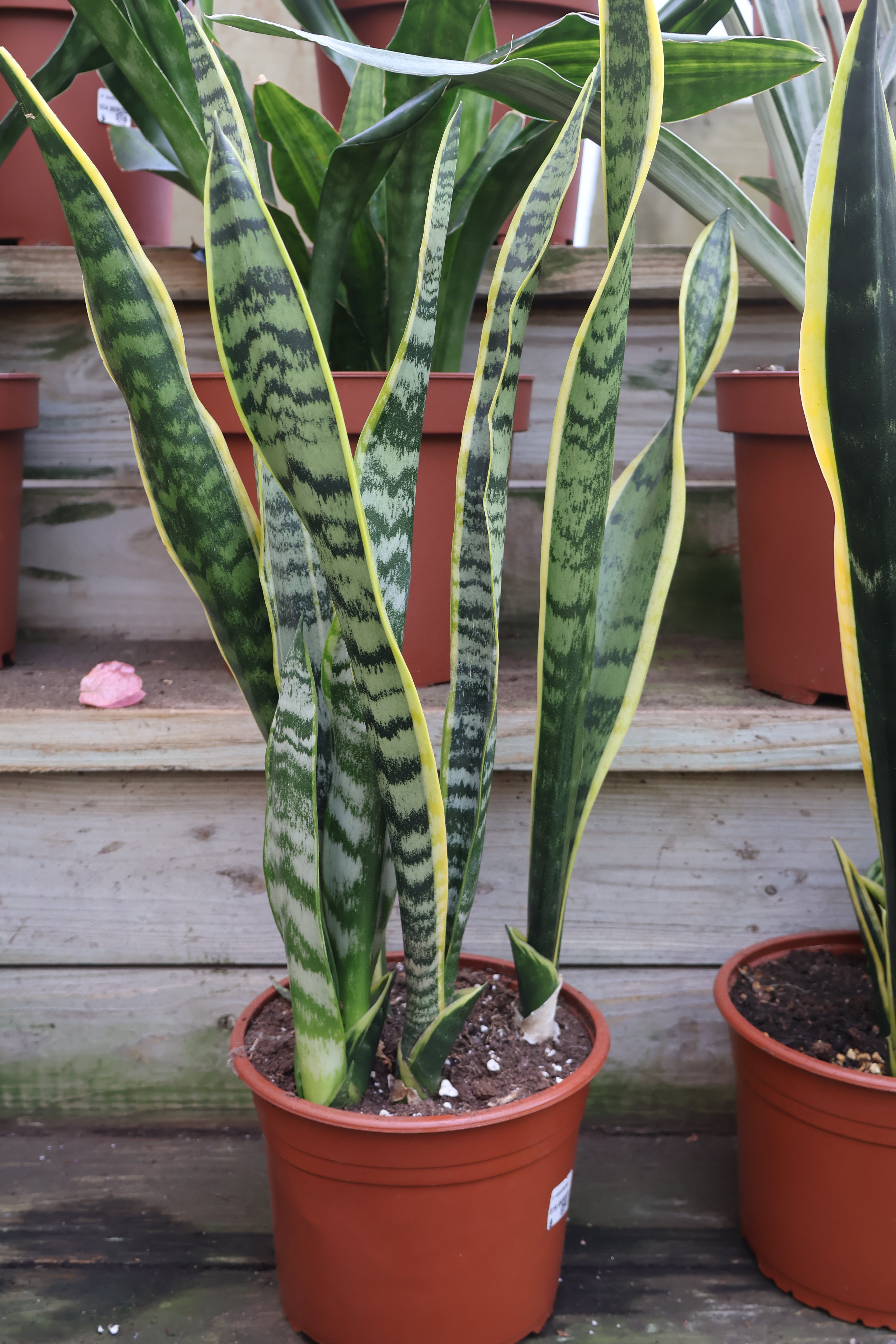 Sansevieria (Snake Plant) – Pandy's Garden Center