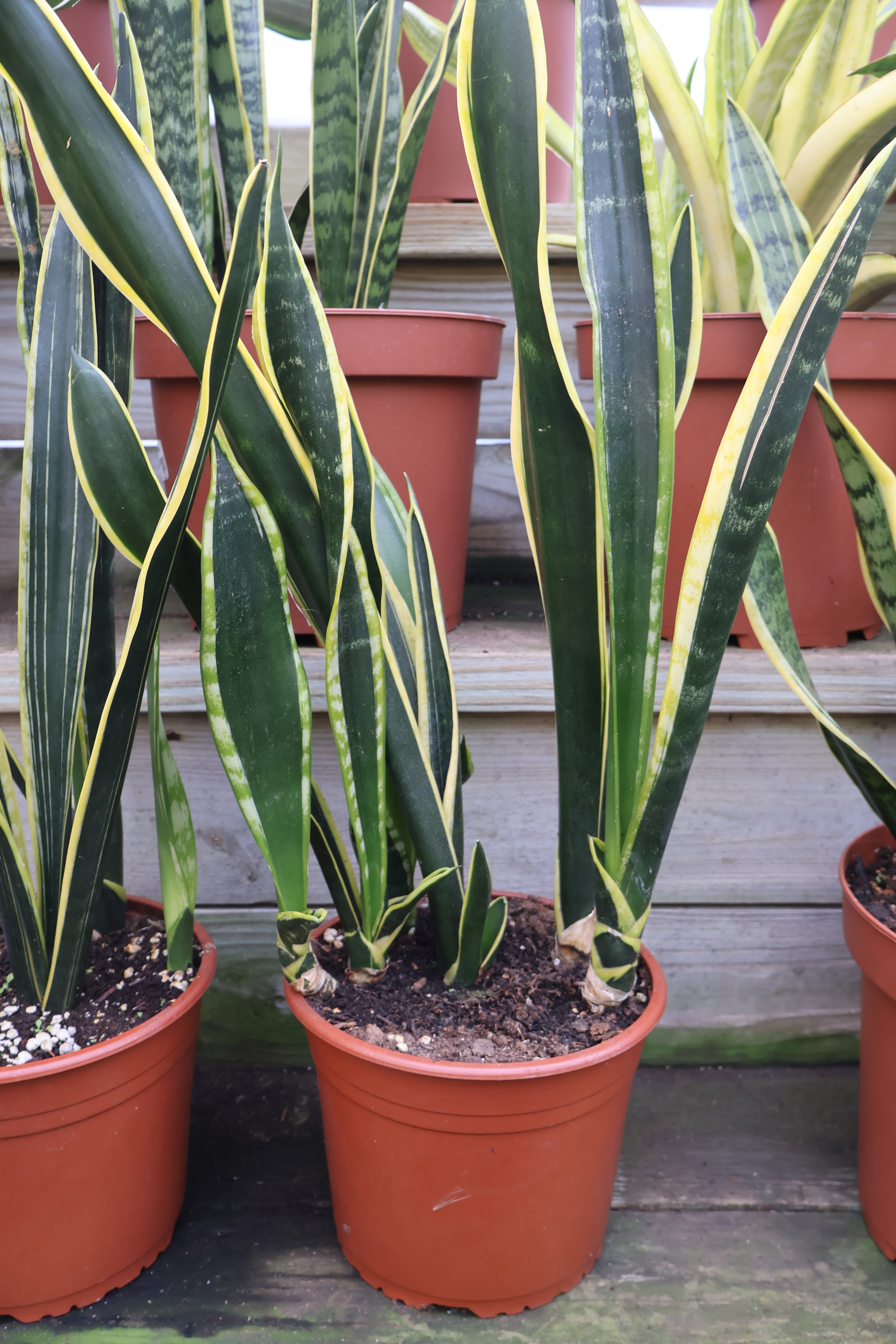 Sansevieria (Snake Plant) – Pandy's Garden Center