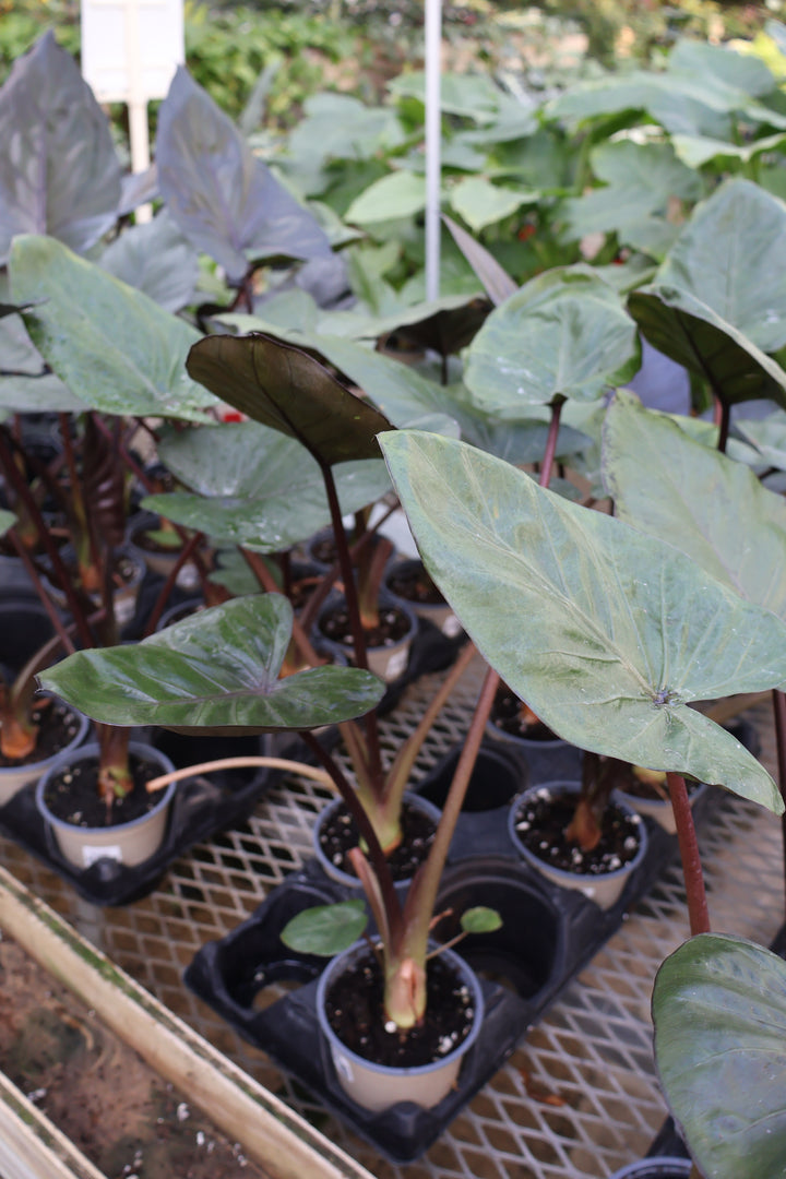 4.5" ALOCASIA METALHEAD