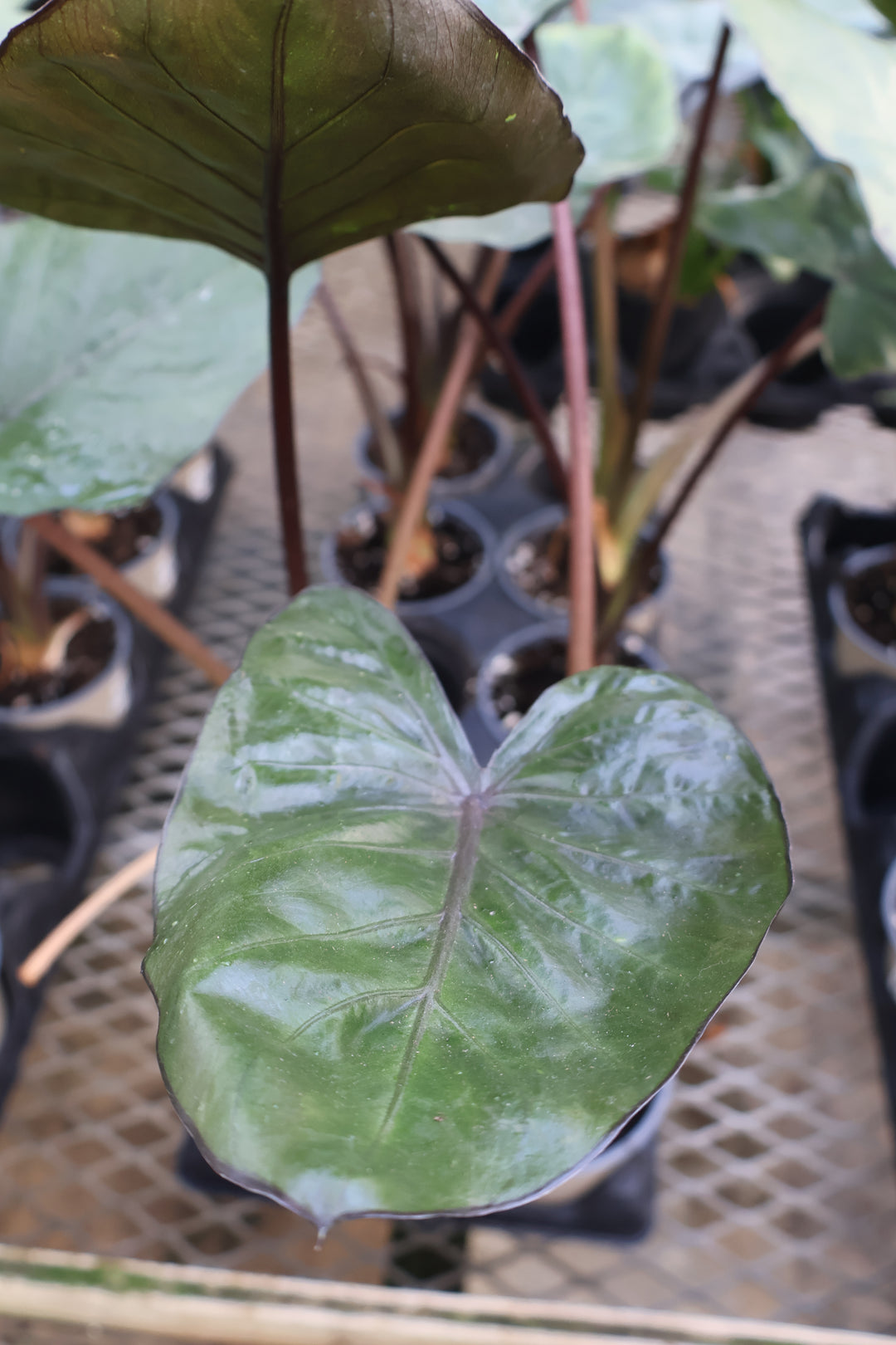 4.5" ALOCASIA METALHEAD