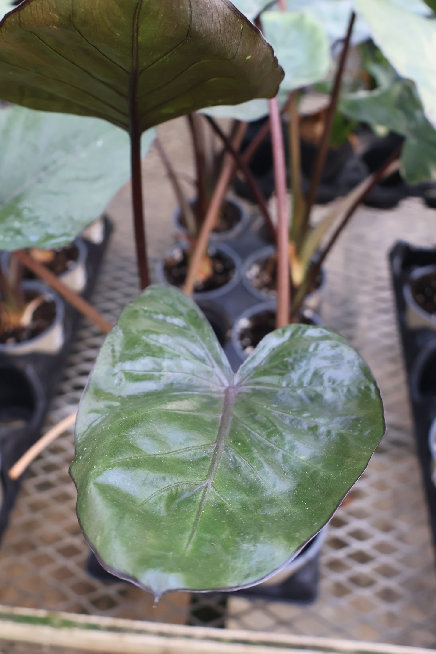 4.5" ALOCASIA METALHEAD