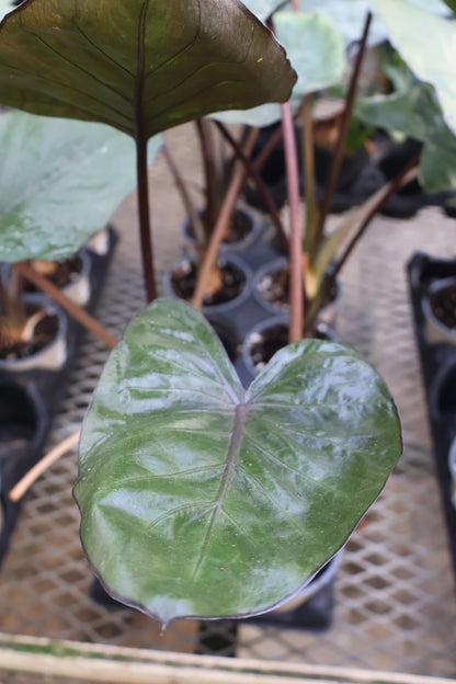 4.5" ALOCASIA METALHEAD