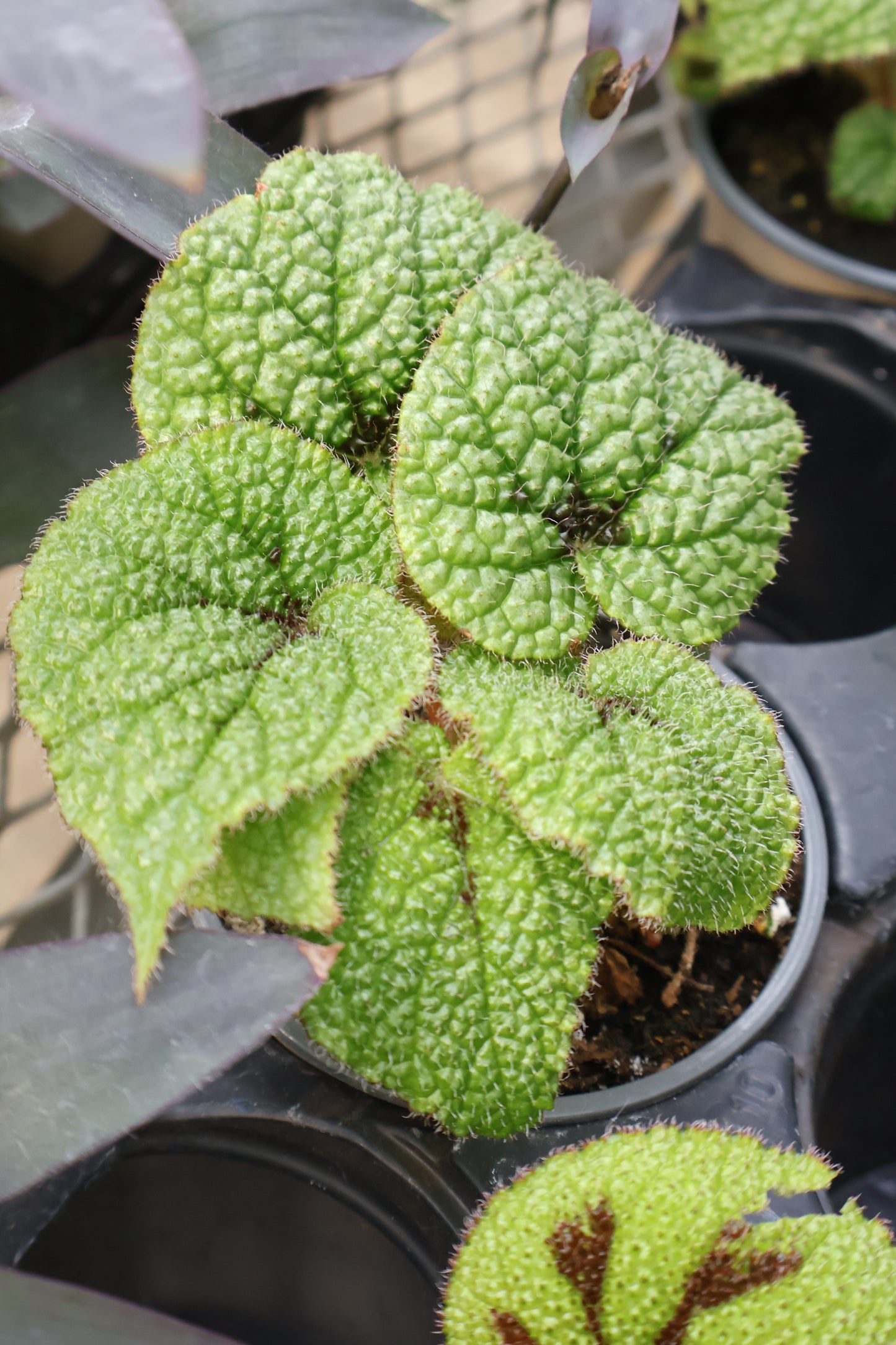 4.5" BEGONIA IRON CROSS