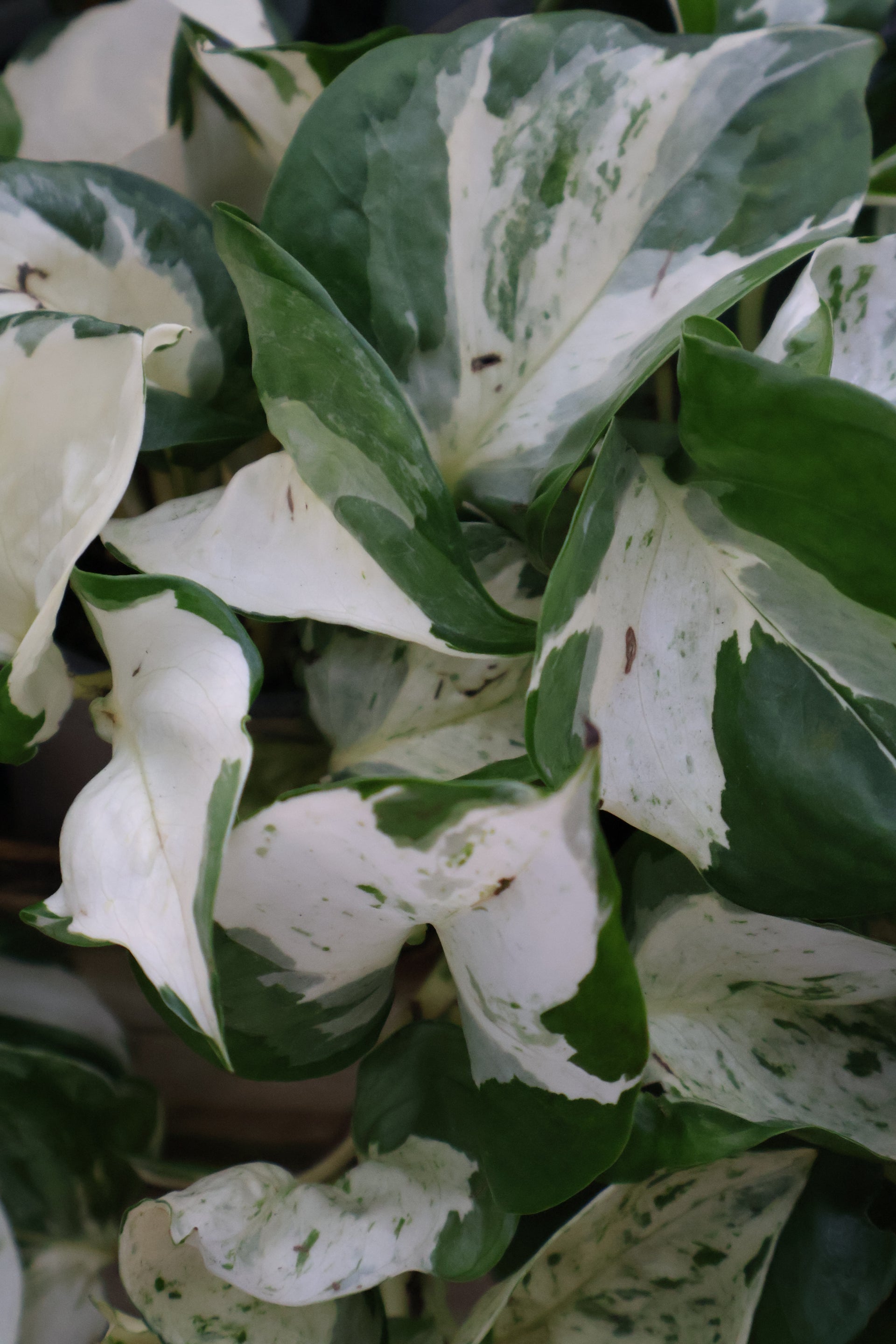 manjula pothos seeds 4" POTHOS MANJULA – Pandy's Garden Center