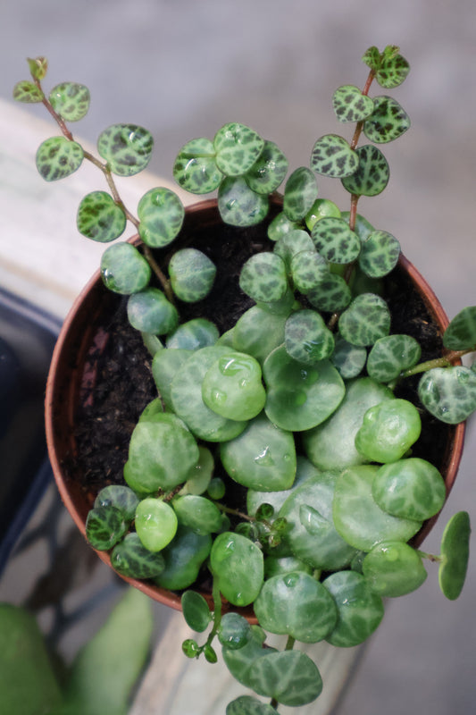 2" STRING OF TURTLES