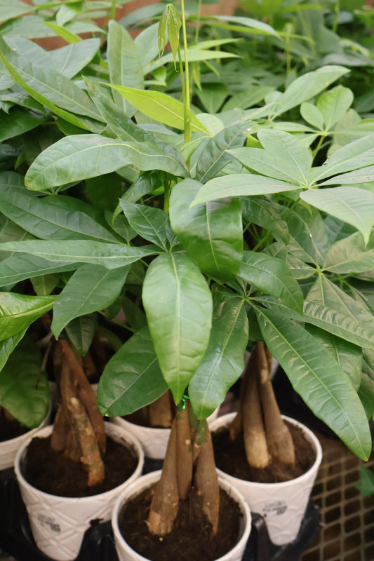 5" MONEY TREE IN CERAMIC/BASKET