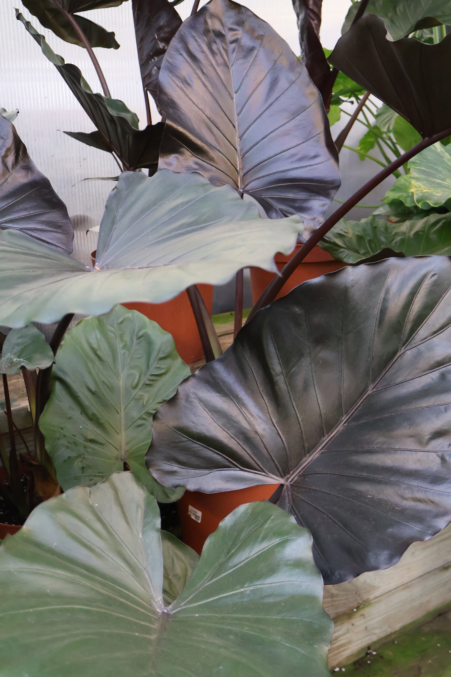 10" ALOCASIA METALHEAD