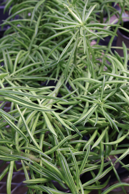 4" PEPEROMIA HAPPY BEAN