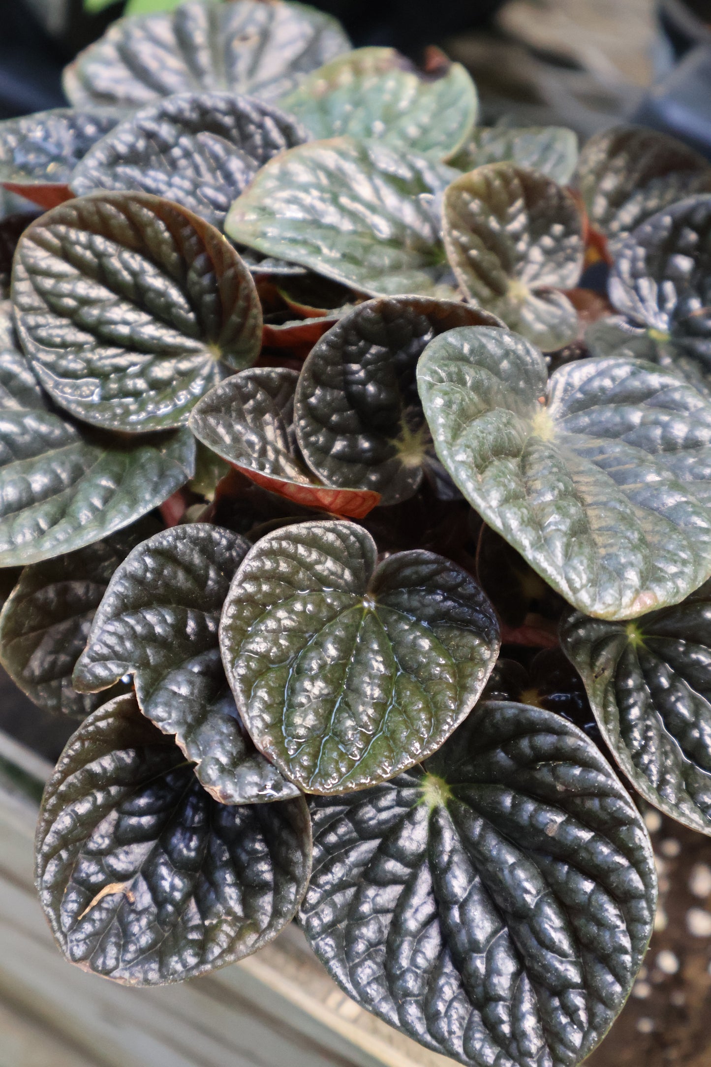 4.5" PEPEROMIA CHOCOLATE