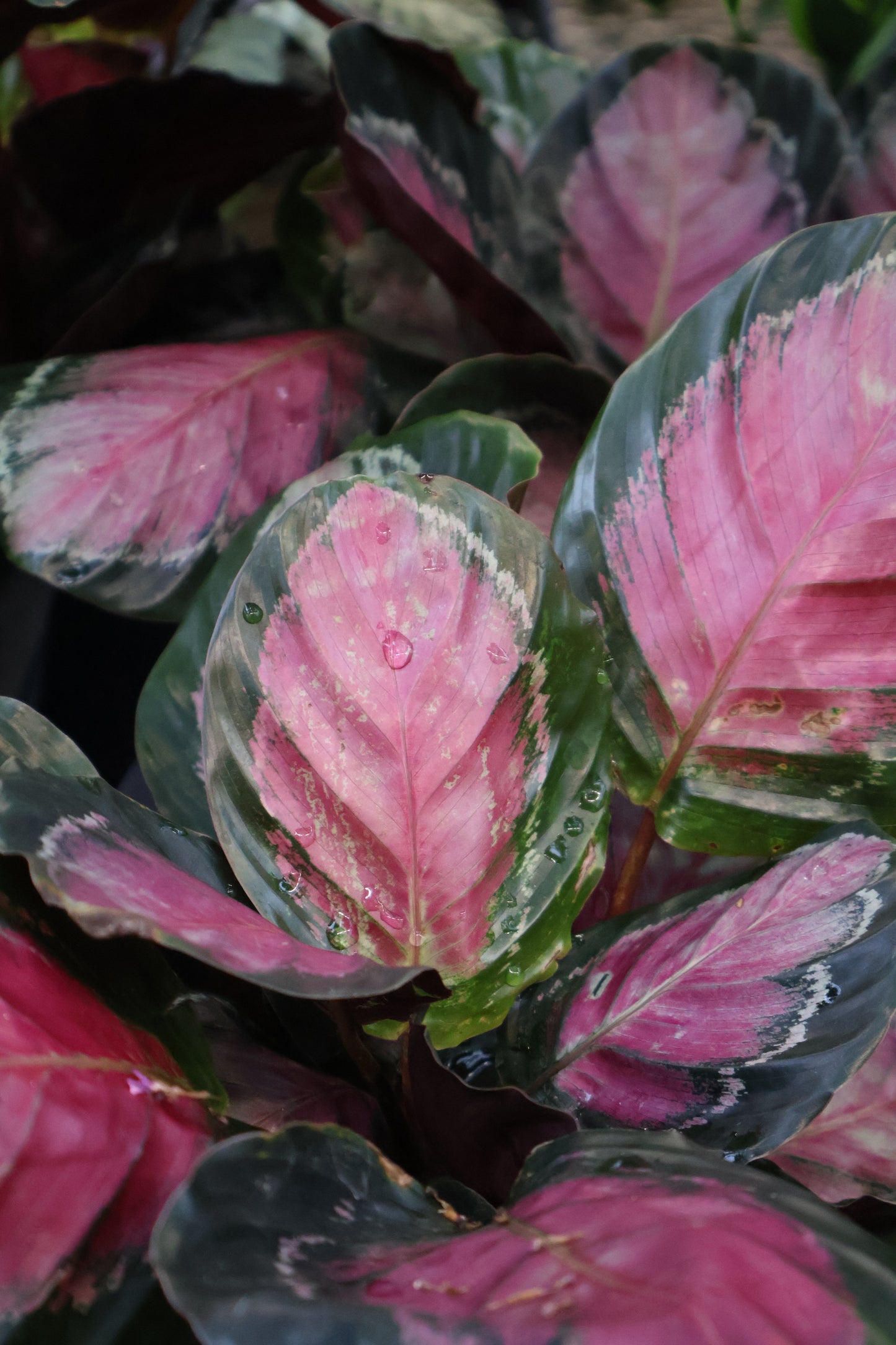 4.5" CALATHEA ROSEOPICTA