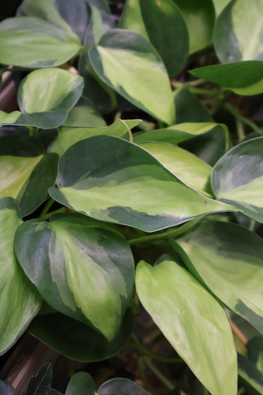 4" PHILODENDRON BRASIL