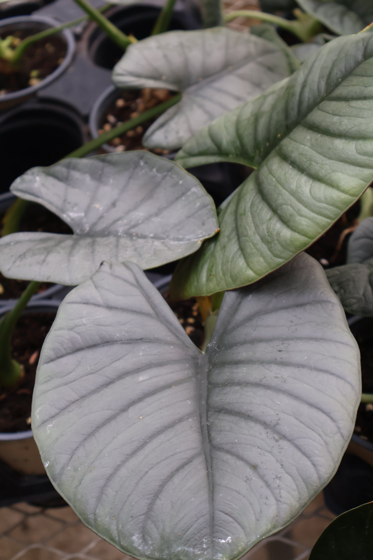 4" ALOCASIA REGINAE