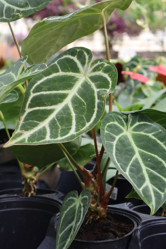 4.5" ANTHURIUM REGALE