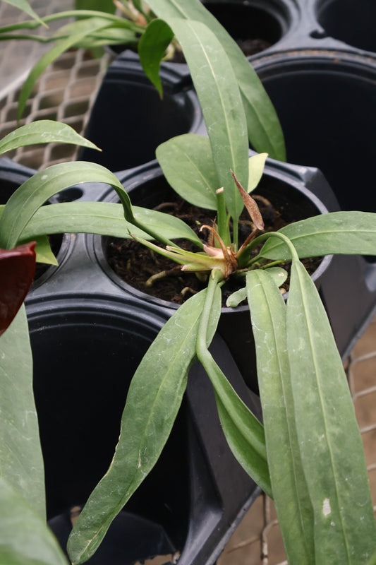 4.5" ANTHURIUM VITTARIIFOLIUM