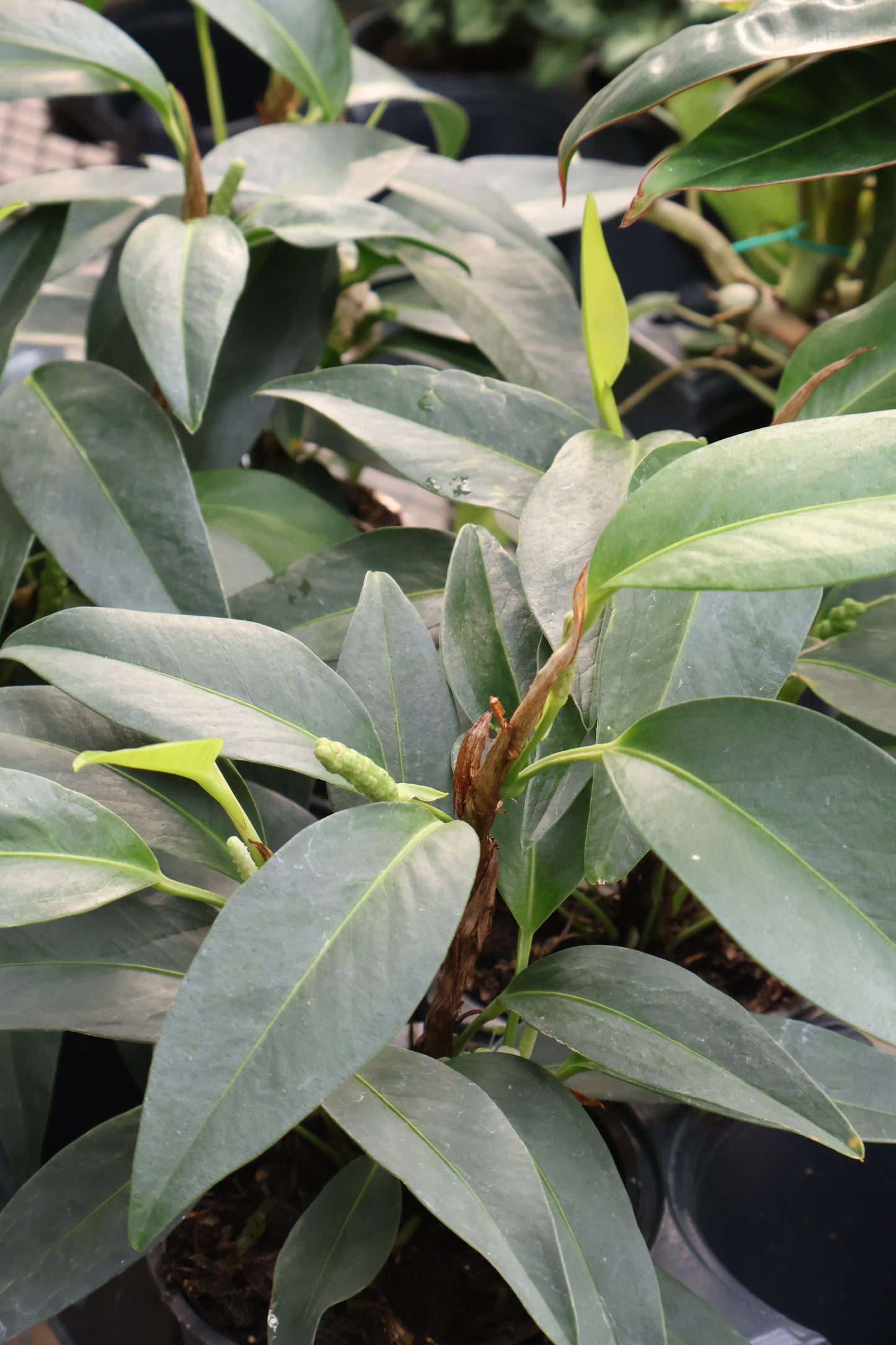 4.5" ANTHURIUM SCANDENS