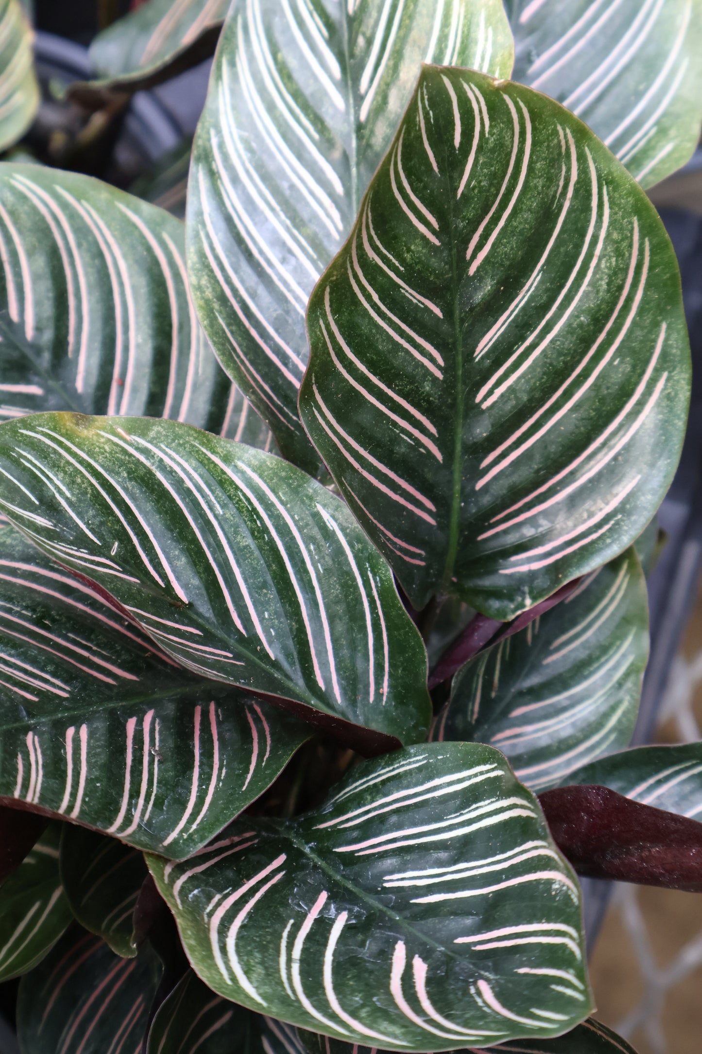 4" CALATHEA ORNATA