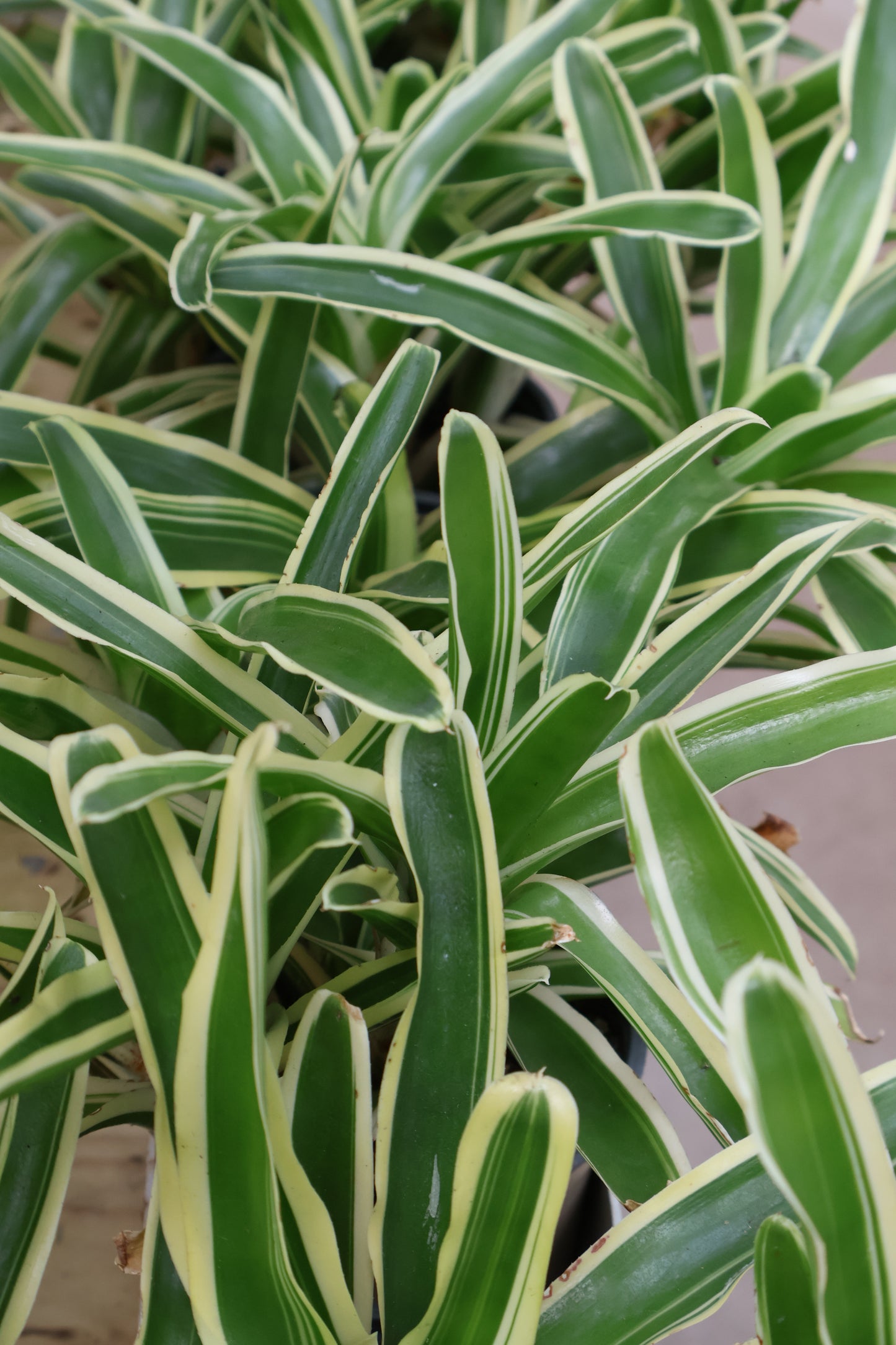 4" BROMELIAD ASSORTED