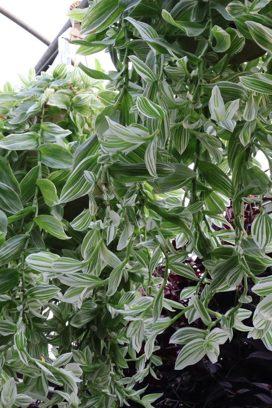 10" HB TRADESCANTIA PISTACHIO