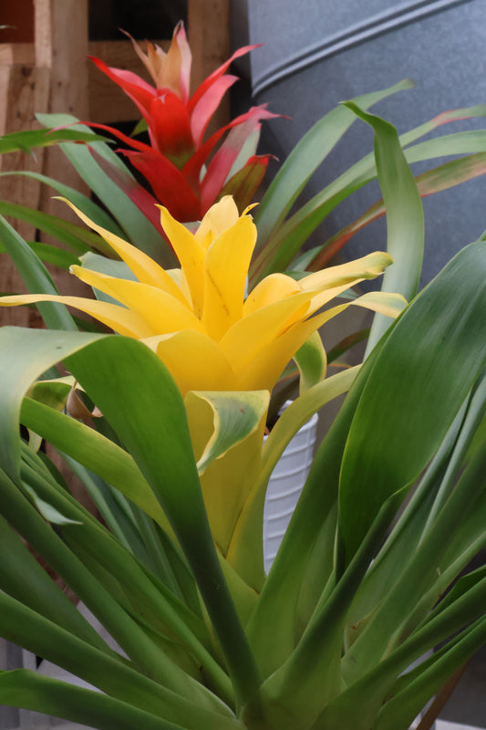 5" BROMELIAD