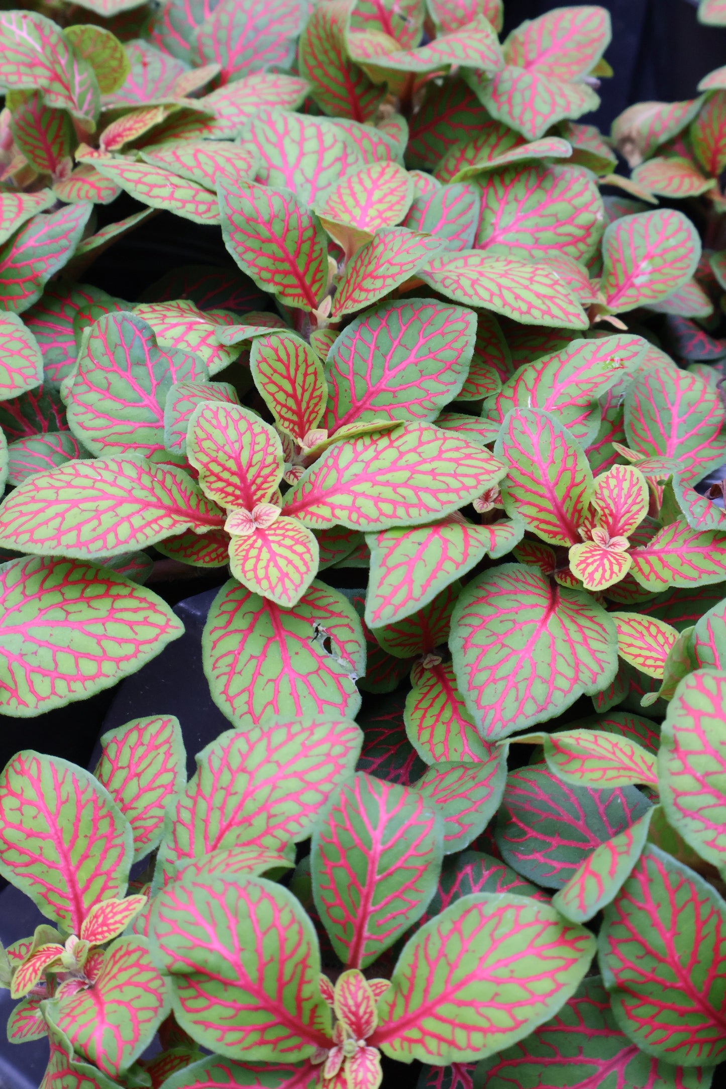 4" FITTONIA ASSORTED