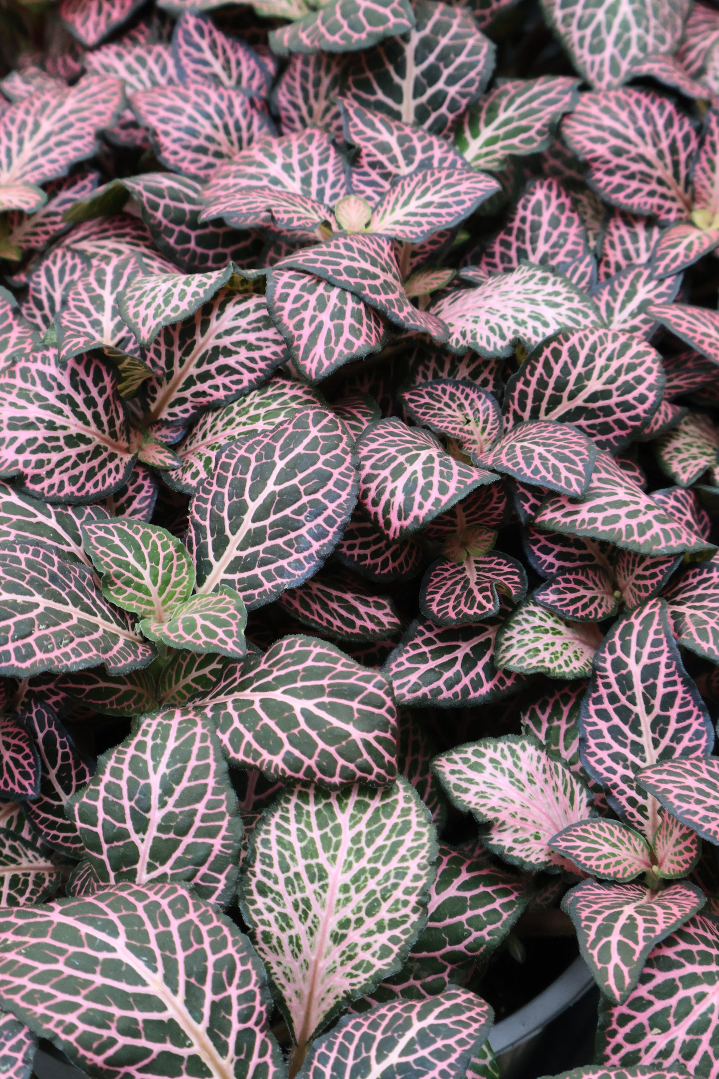 4" FITTONIA ASSORTED