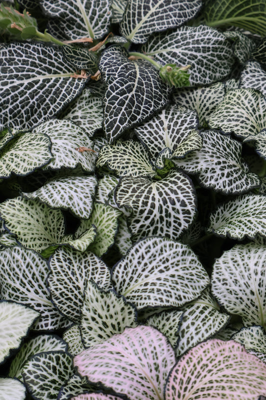 4" FITTONIA ASSORTED