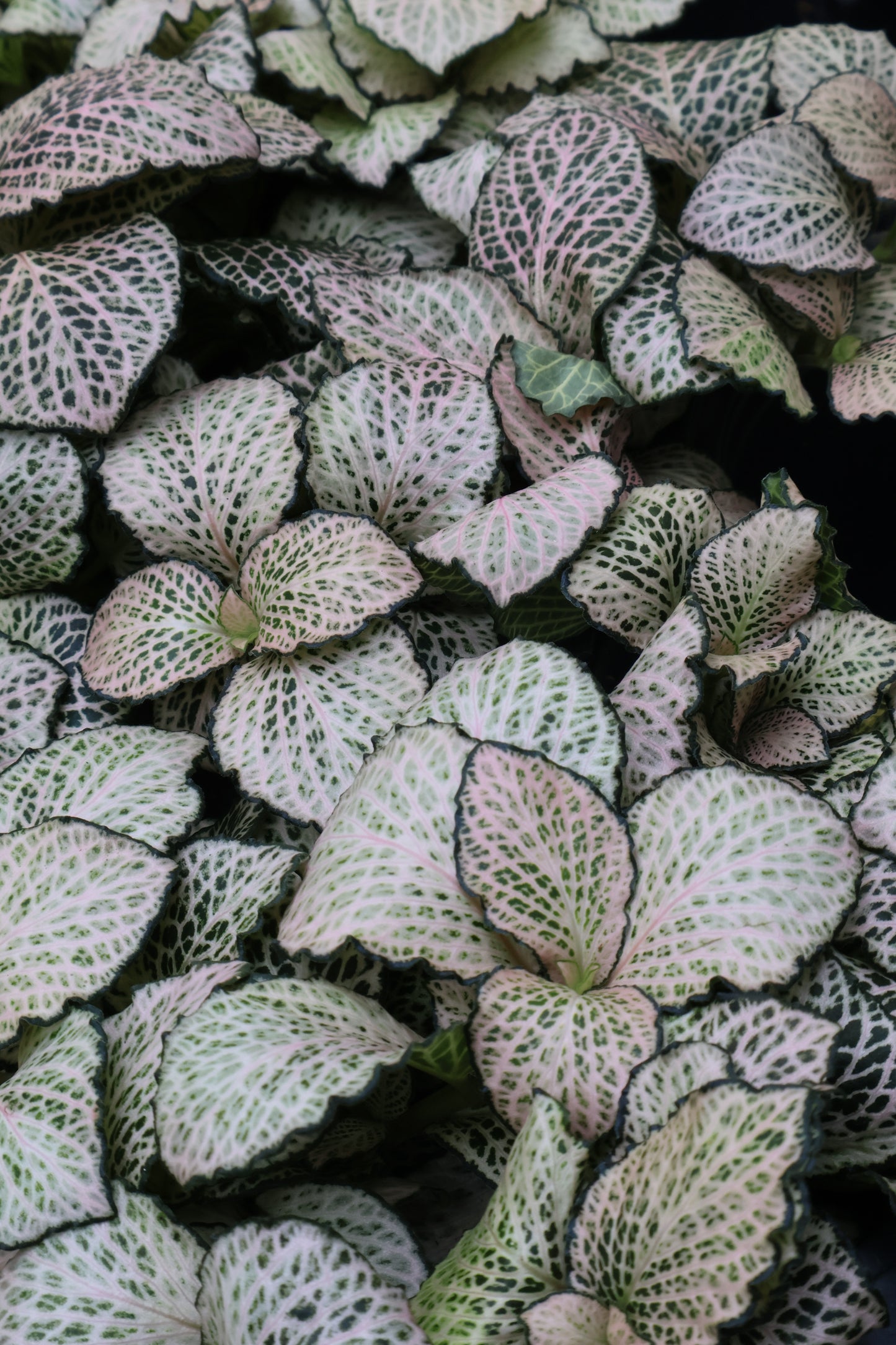 4" FITTONIA ASSORTED