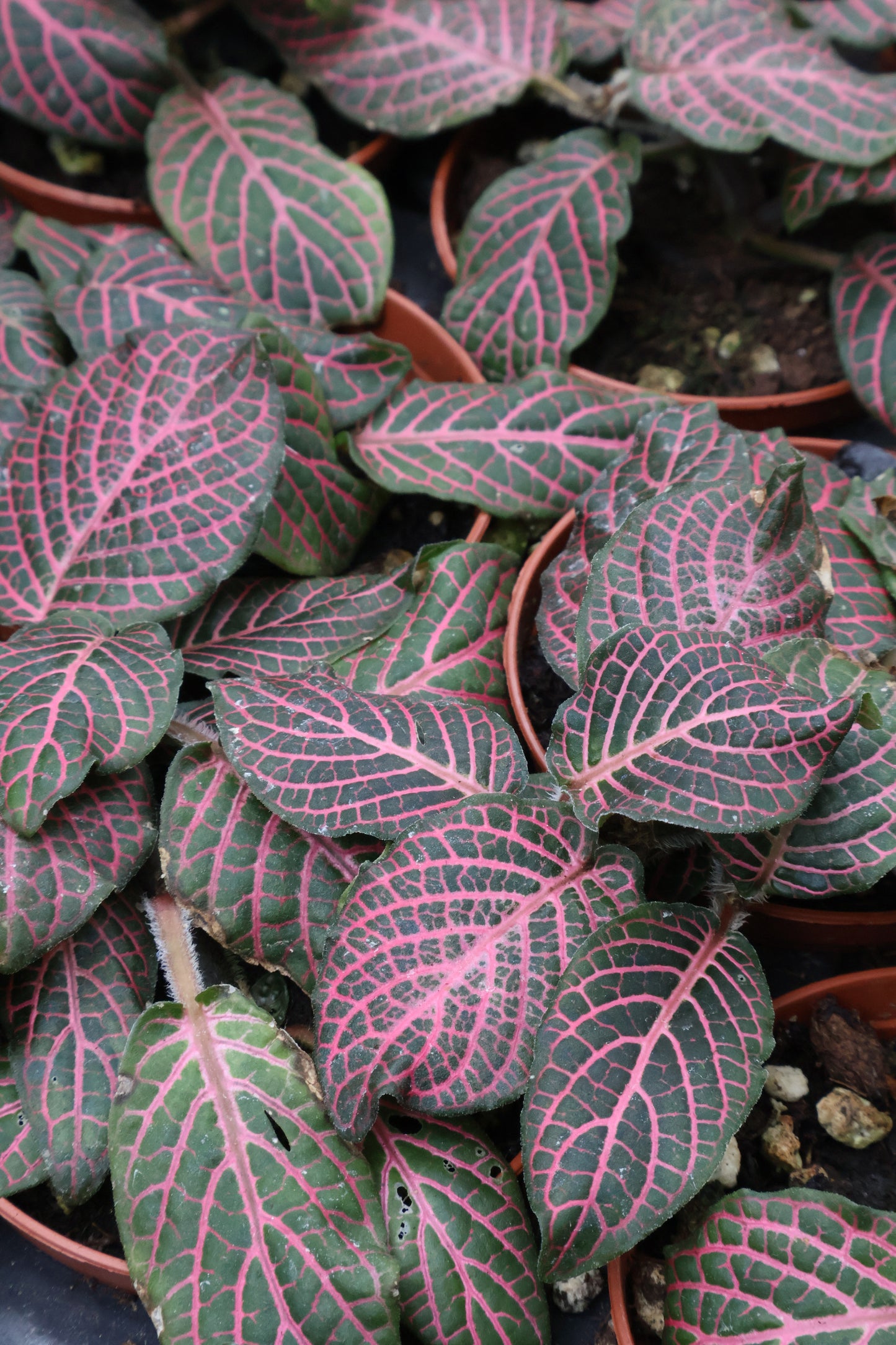 3" FITTONIA ASSORTED