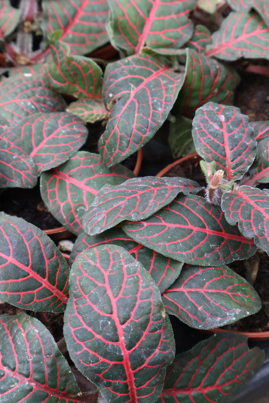 3" FITTONIA ASSORTED