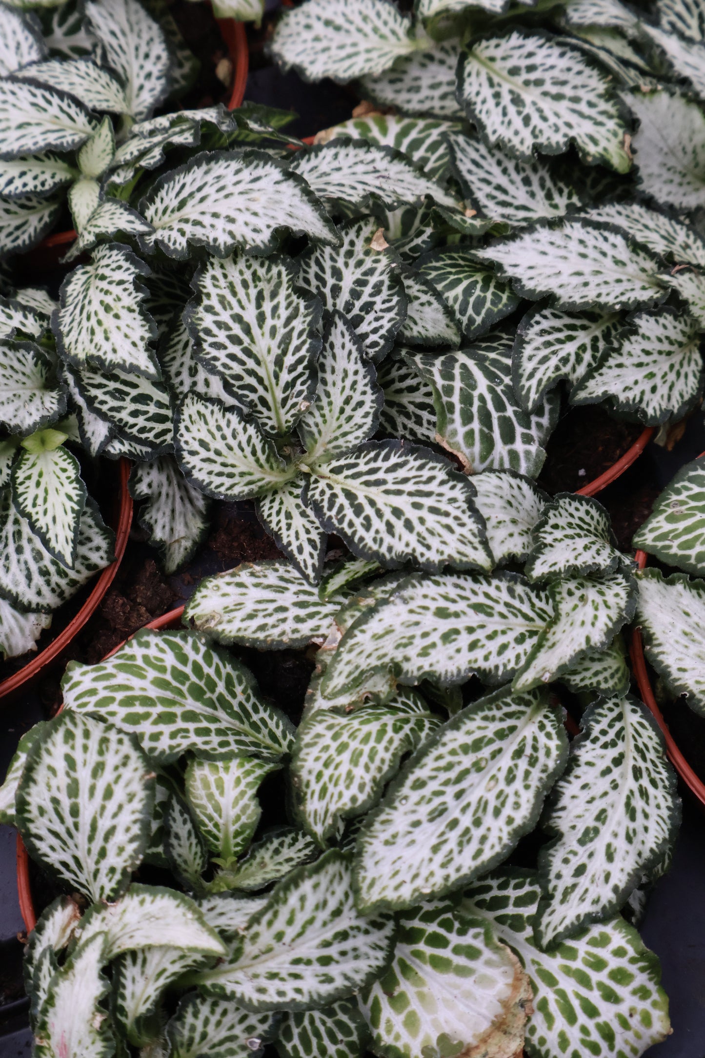 3" FITTONIA ASSORTED