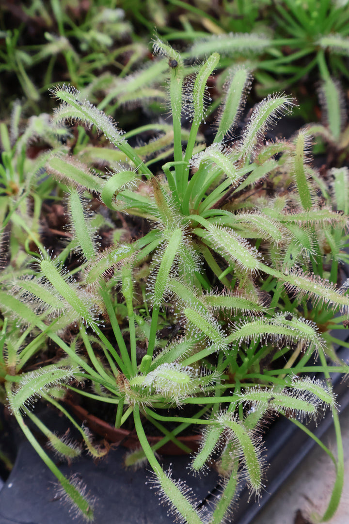 3" DROSERA SPATHULATA SUNDEW