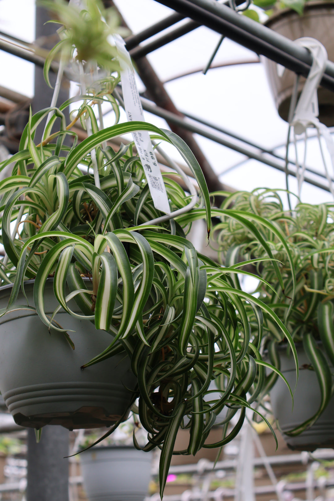 6" HB SPIDER PLANT