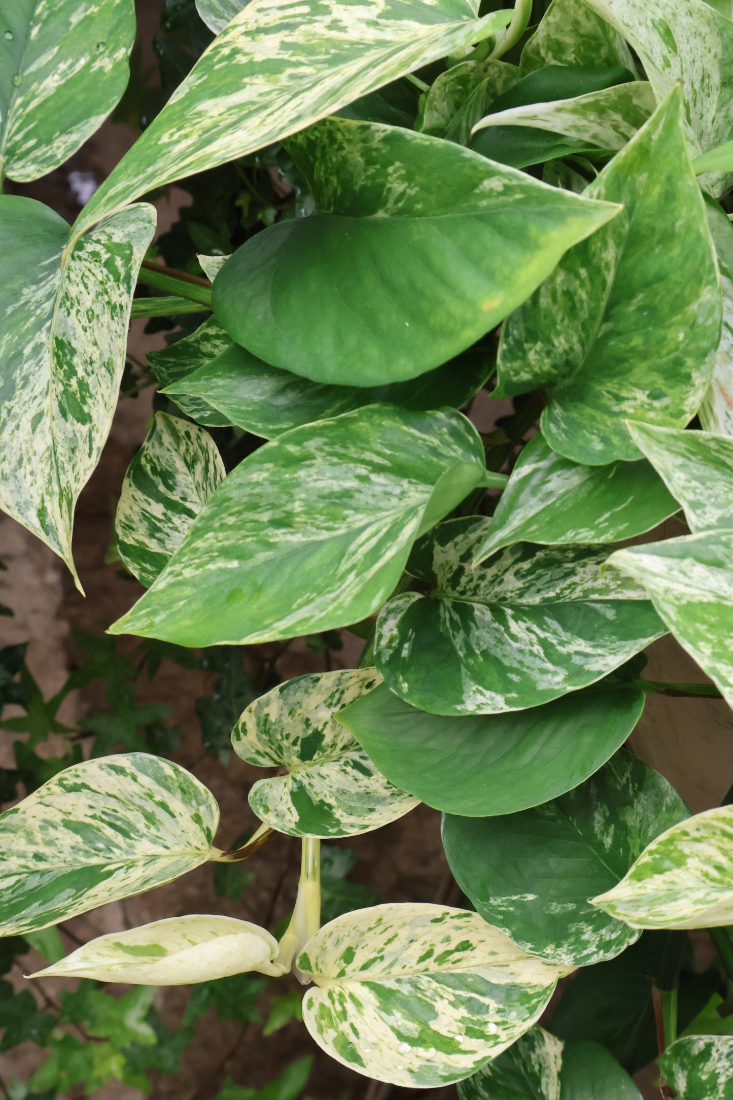 10" HB MARBLE QUEEN POTHOS