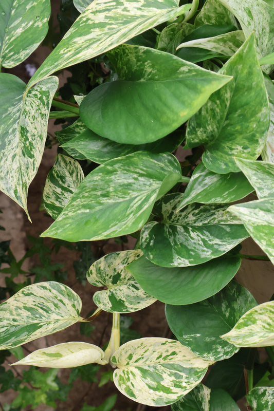 10" HB MARBLE QUEEN POTHOS