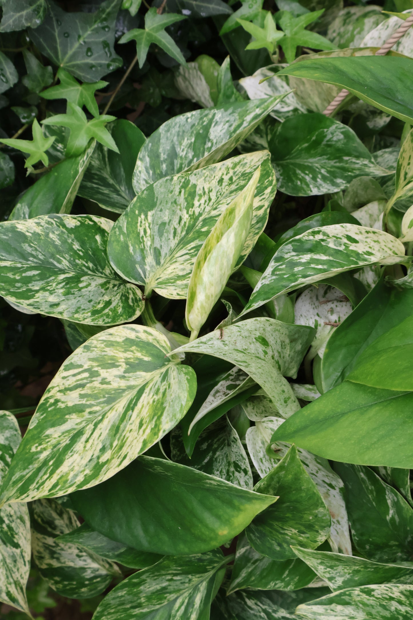 10" HB MARBLE QUEEN POTHOS