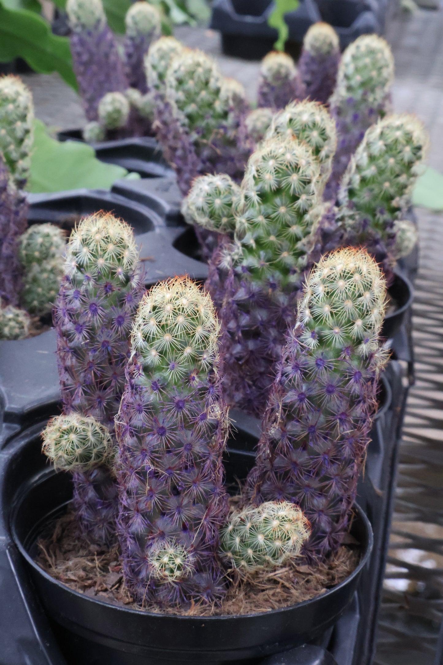 4" CACTUS DESERT GEM