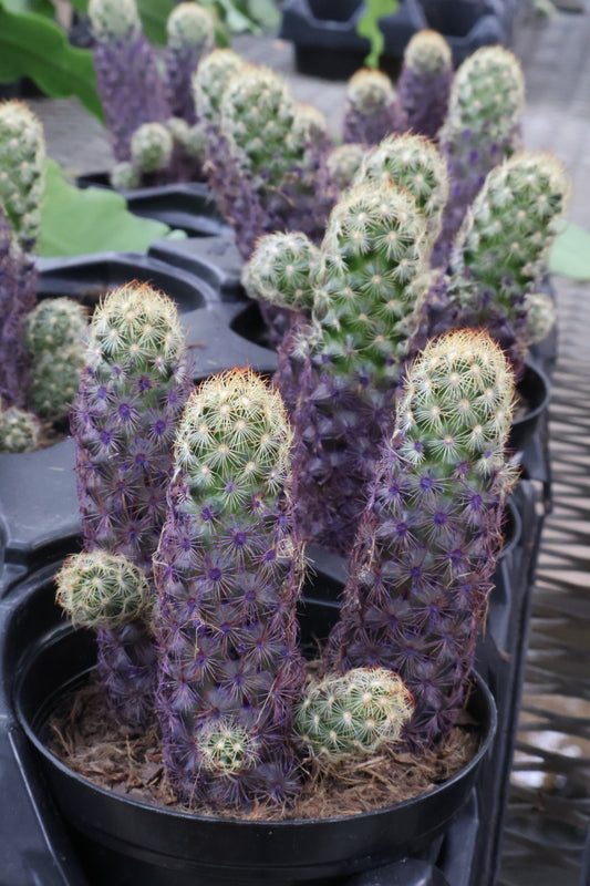 4" CACTUS DESERT GEM