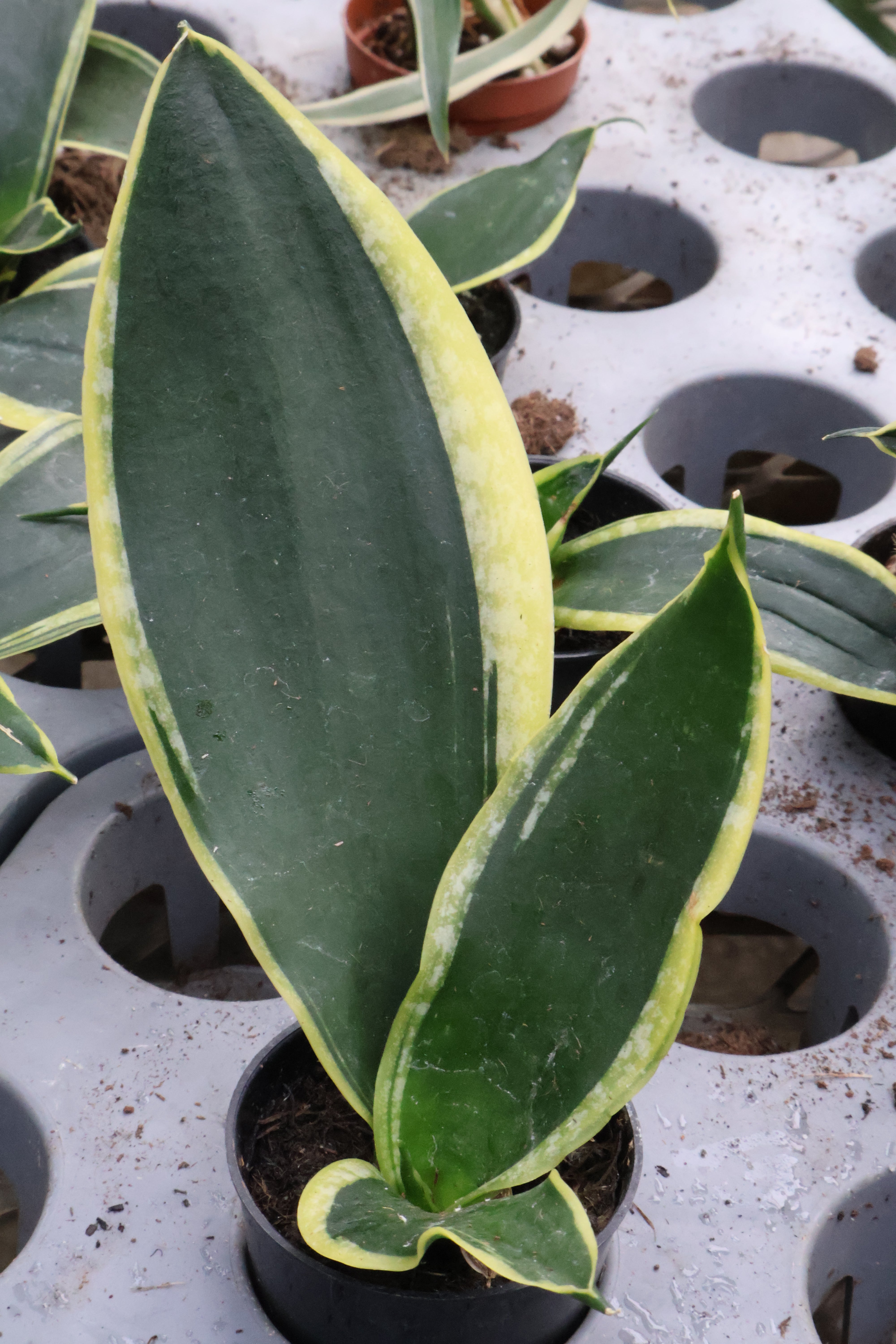 Sansevieria (Snake Plant) – Pandy's Garden Center
