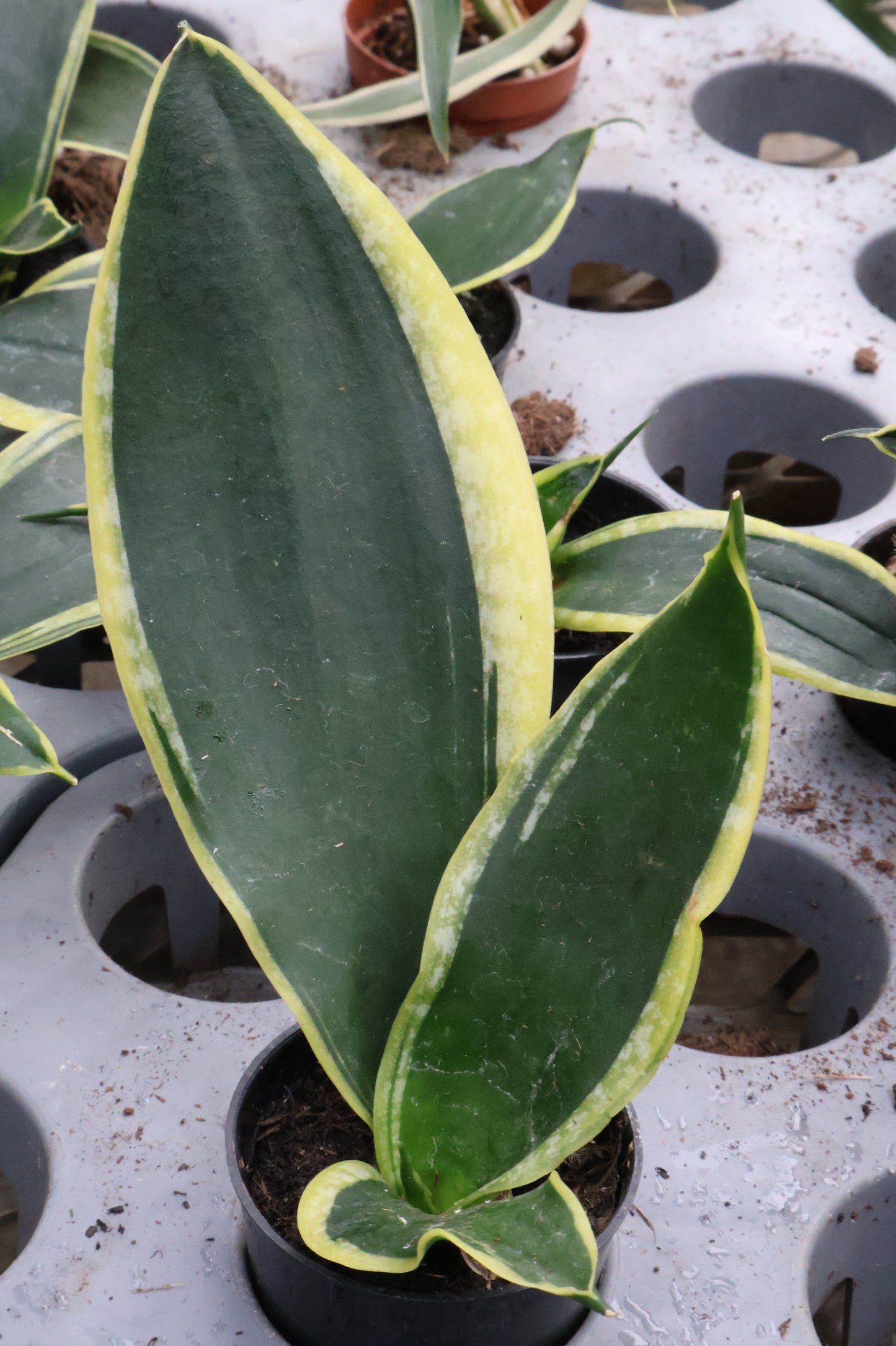 2" SANSEVIERIA ASSORTED