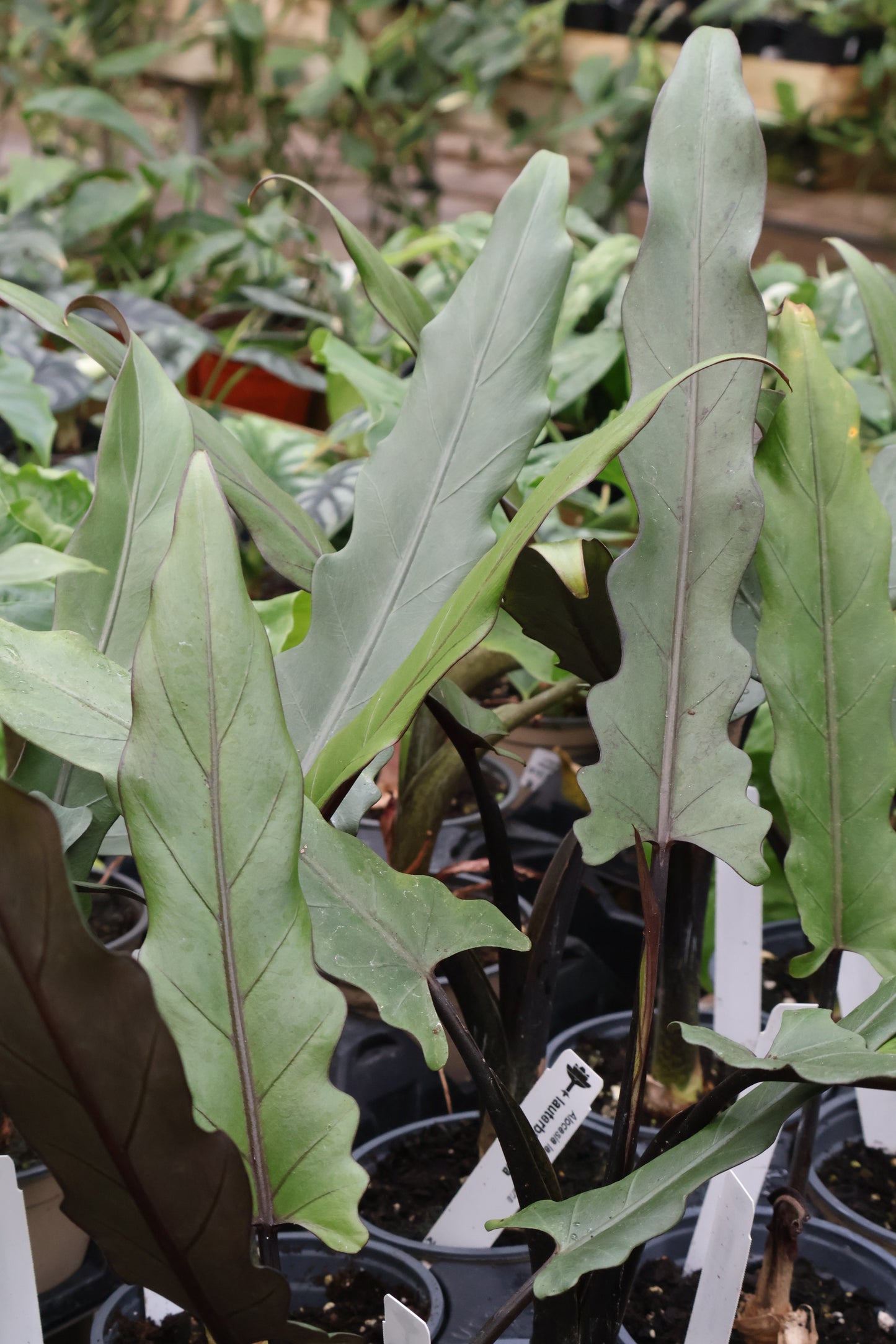 4.5" ALOCASIA LAUTERBACHIANA