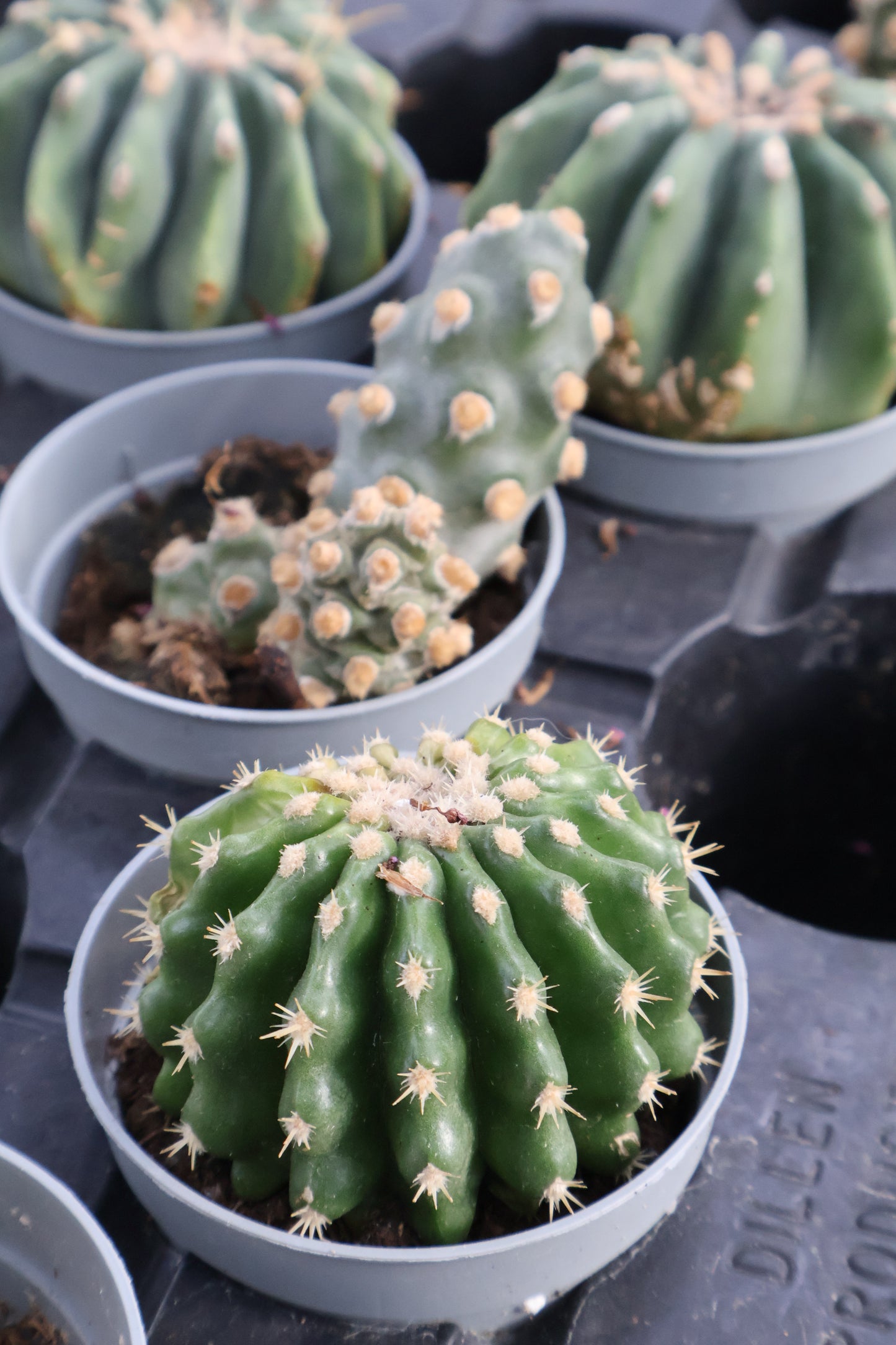 3" ASSORTED RARE CACTI