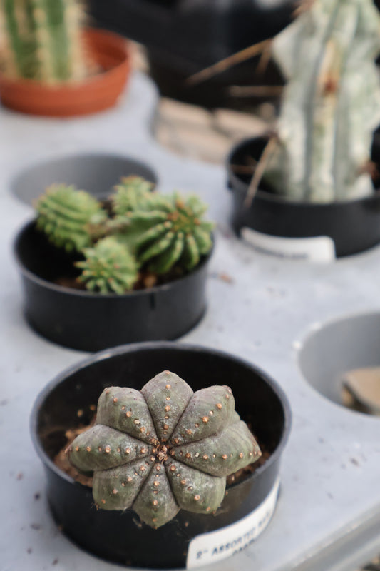 2" ASSORTED RARE CACTI