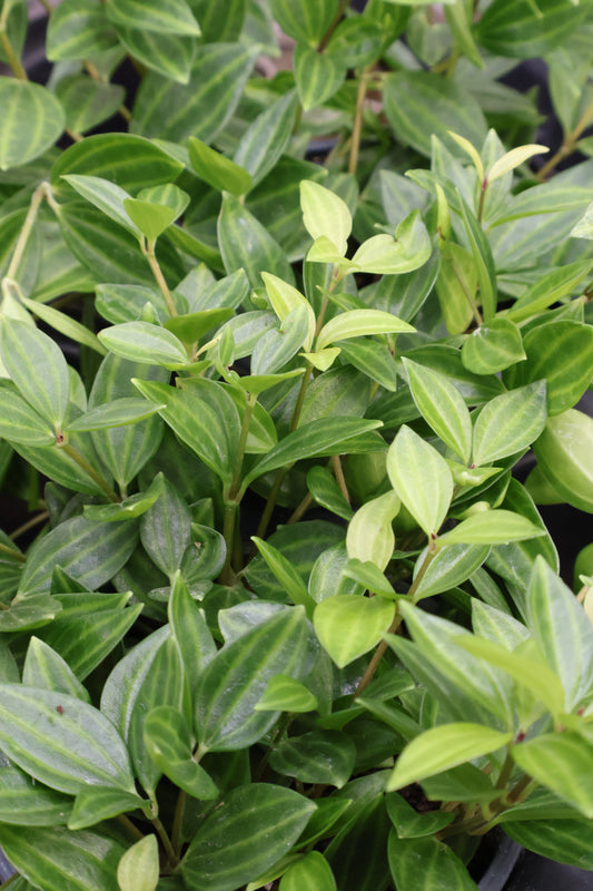 4.5" PEPPEROMIA FUNKY FROG