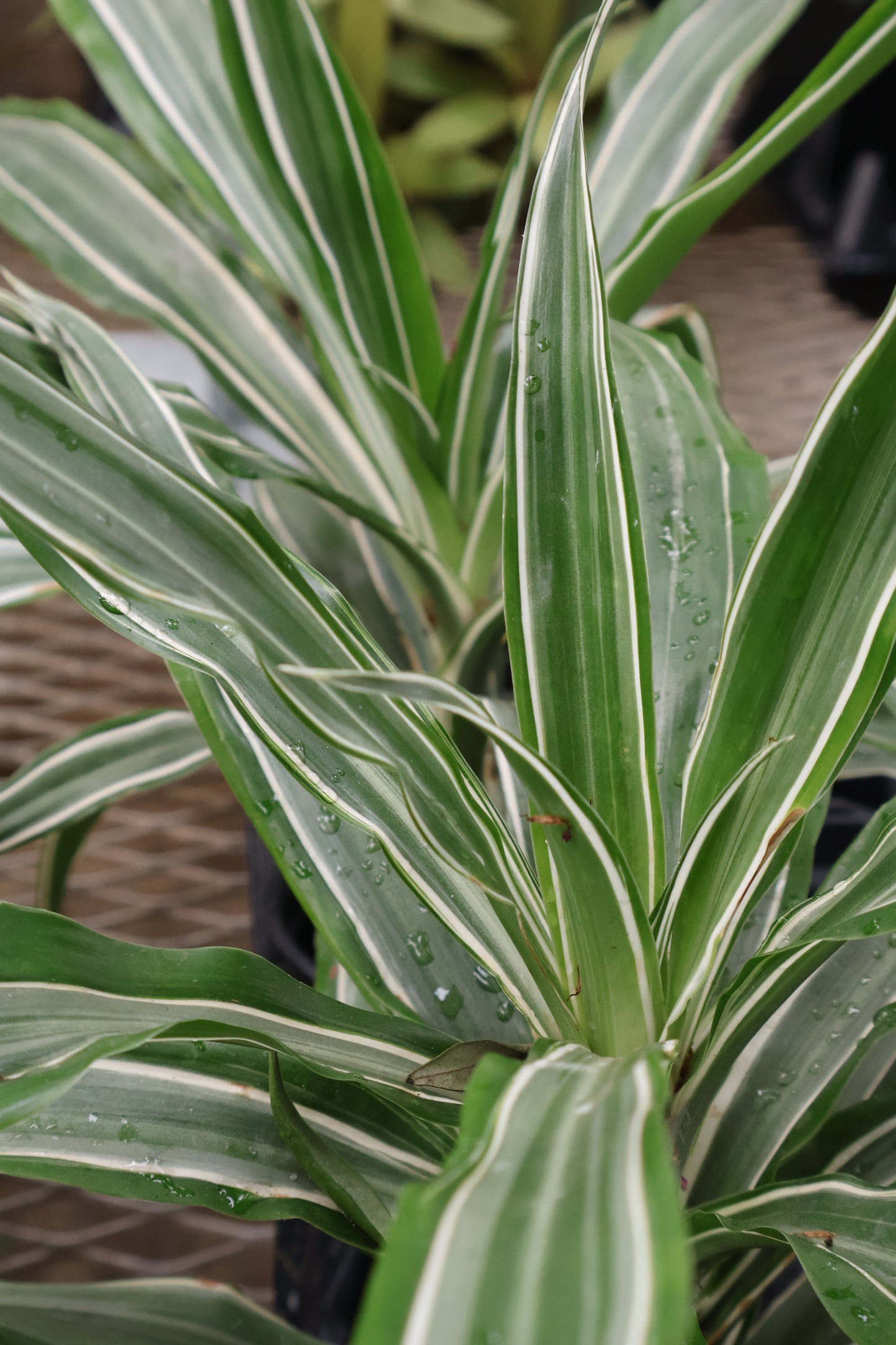 4" TROPICAL PLANT ASSORTED