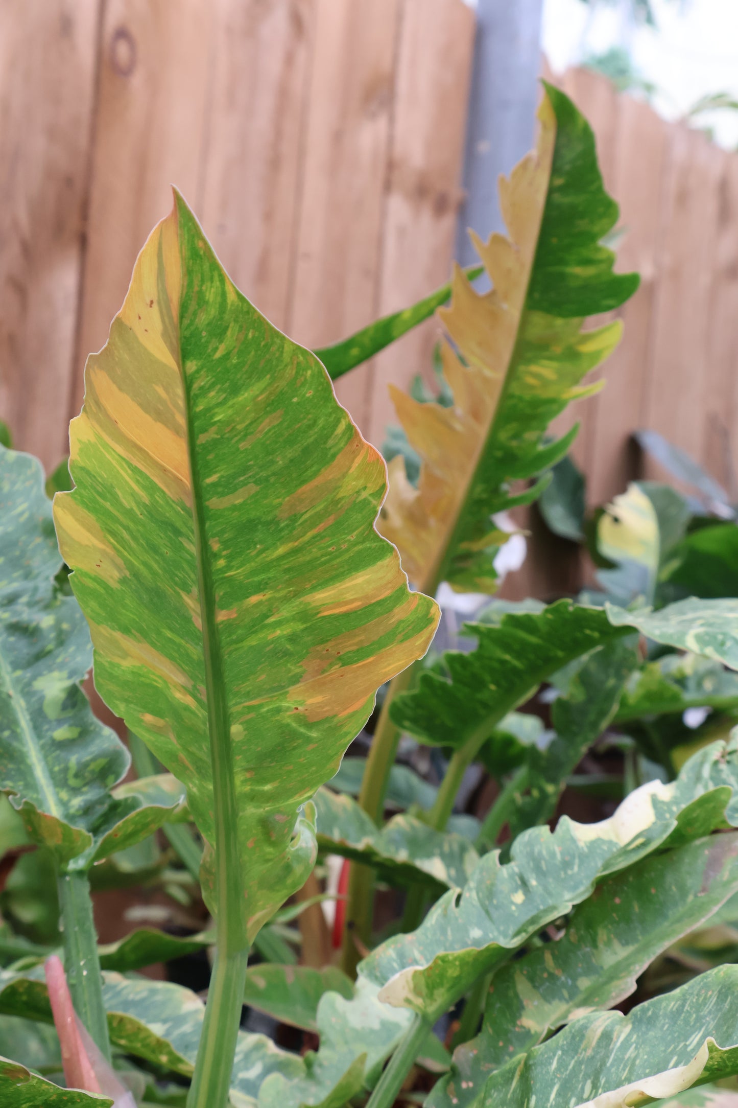 6" PHILODENDRON RING OF FIRE