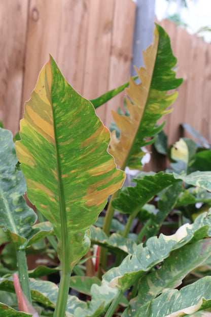 6" PHILODENDRON RING OF FIRE