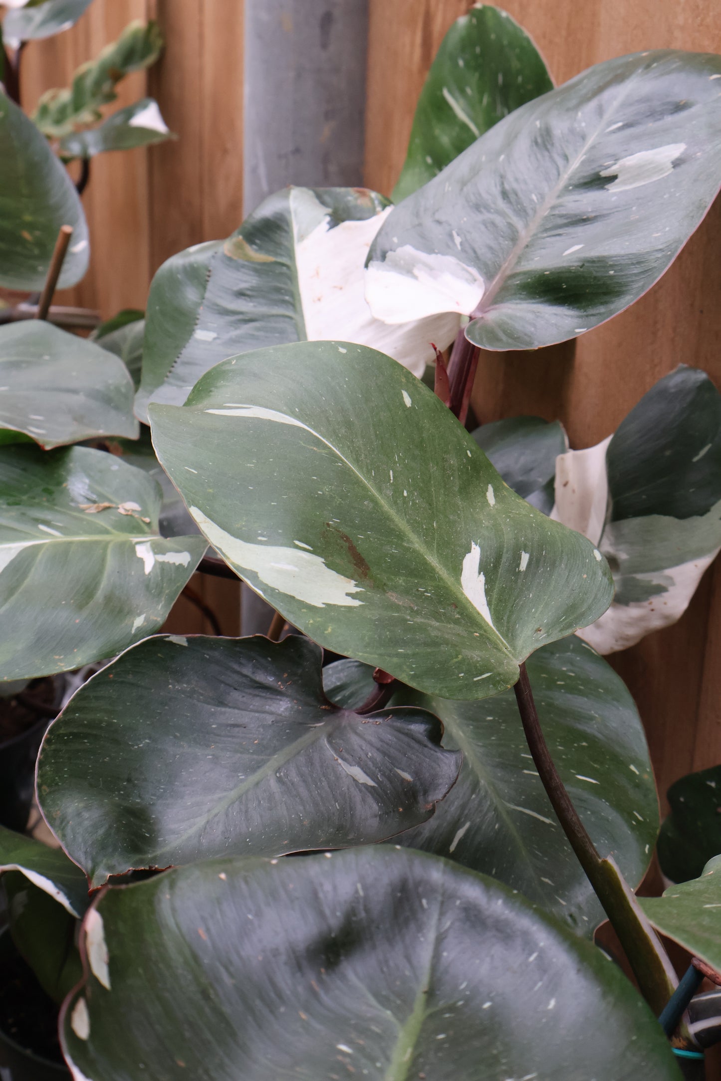 philodendron white knight climber 6" PHILODENDRON WHITE KNIGHT – Pandy's Garden Center