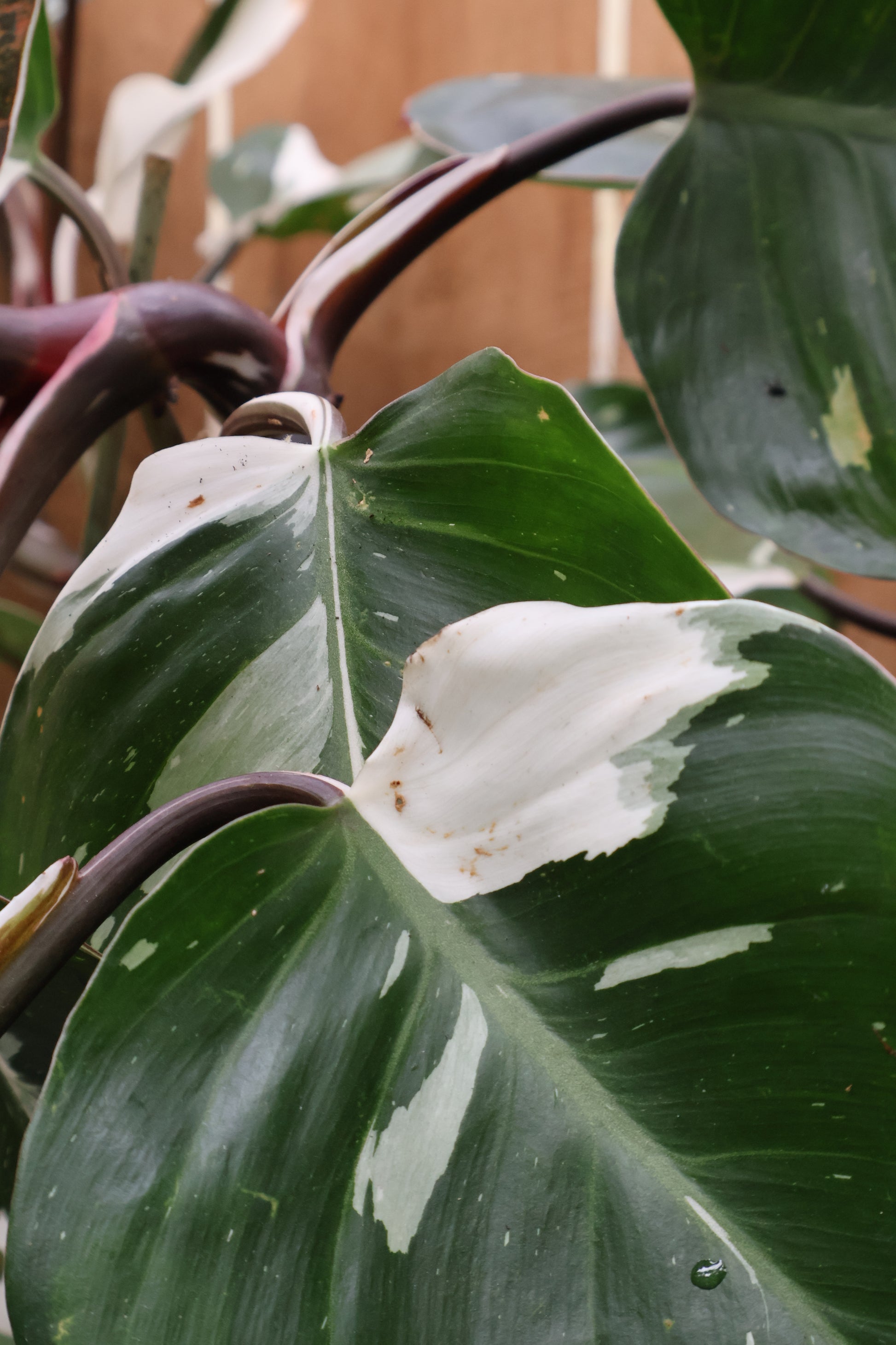 philodendron leaf blanket 6" PHILODENDRON WHITE KNIGHT