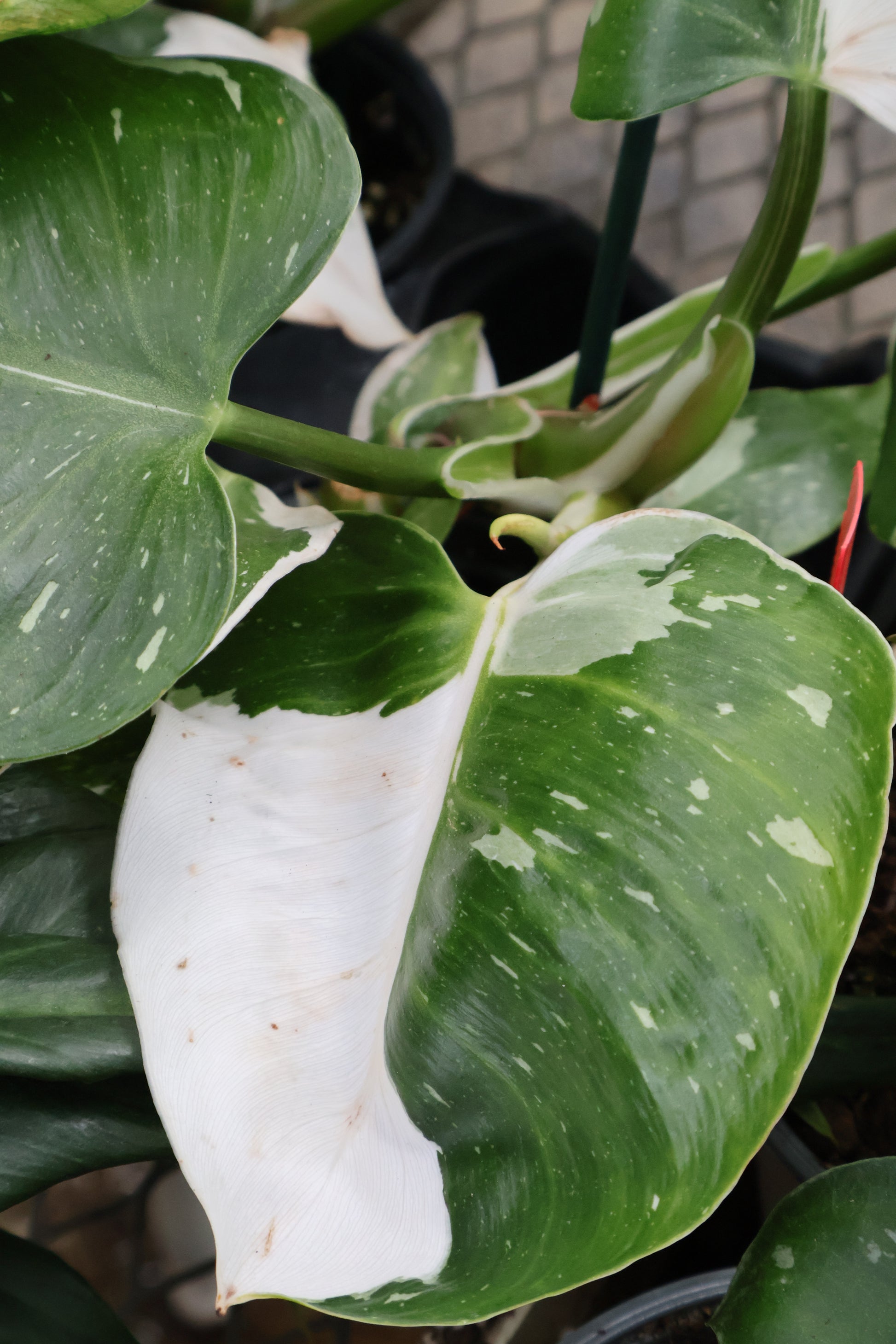 philodendron white lizard 4" PHILODENDRON WHITE WIZZARD – Pandy's Garden Center