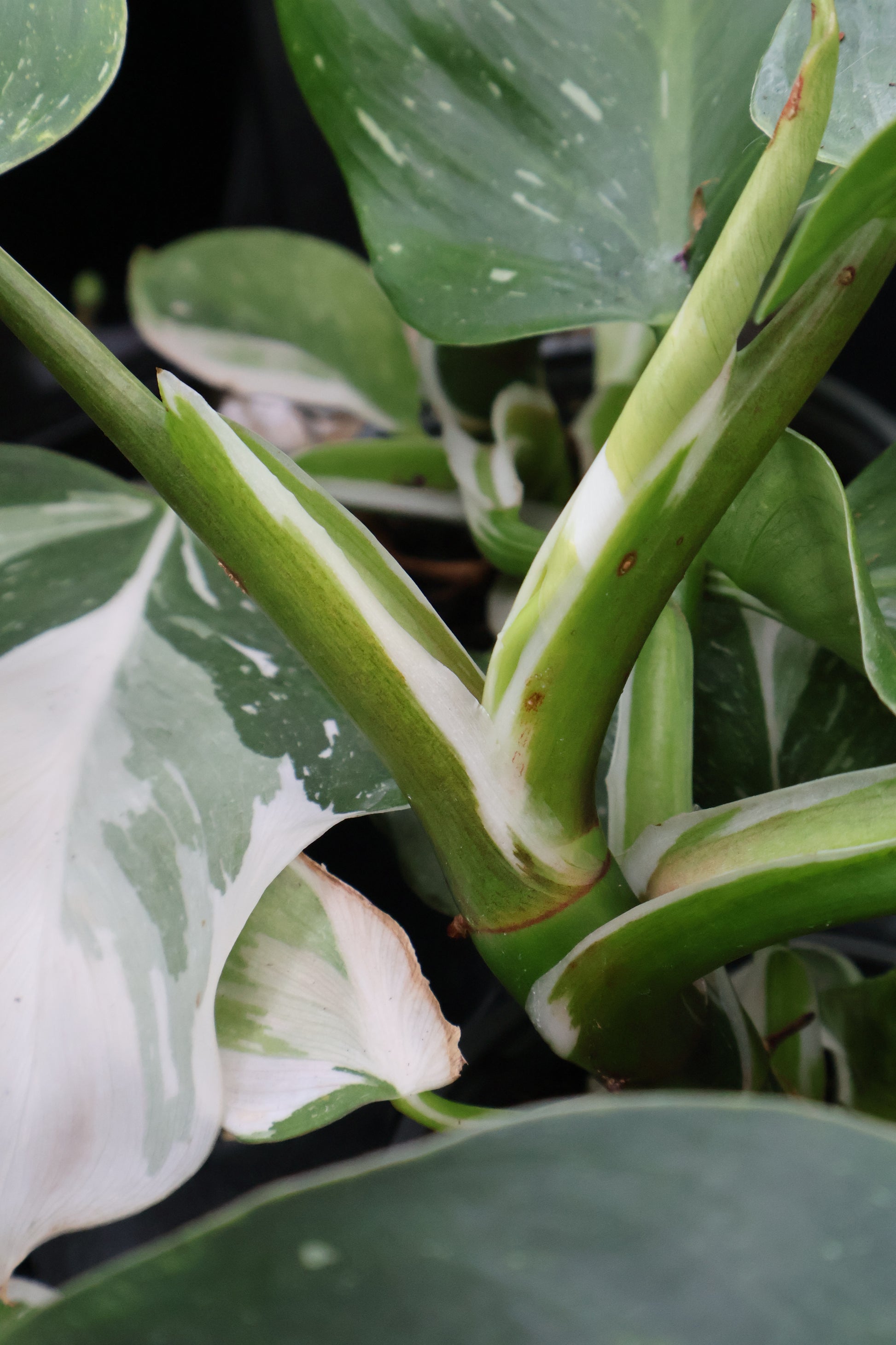 green and white philodendron 4" PHILODENDRON WHITE WIZZARD – Pandy's Garden Center